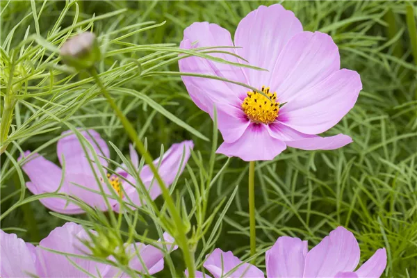 Cosmos bipinnatus