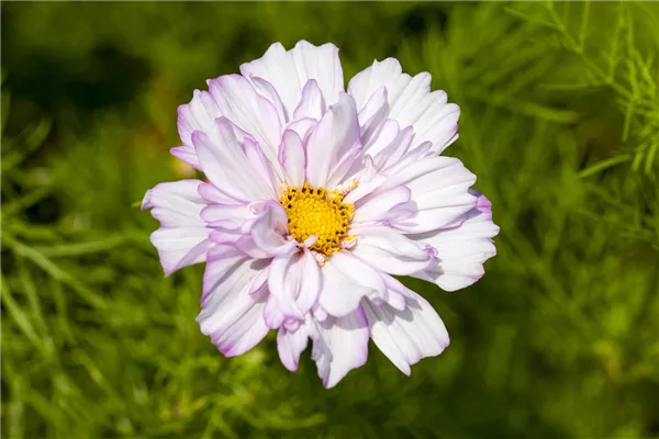 Cosmos bipinnatus