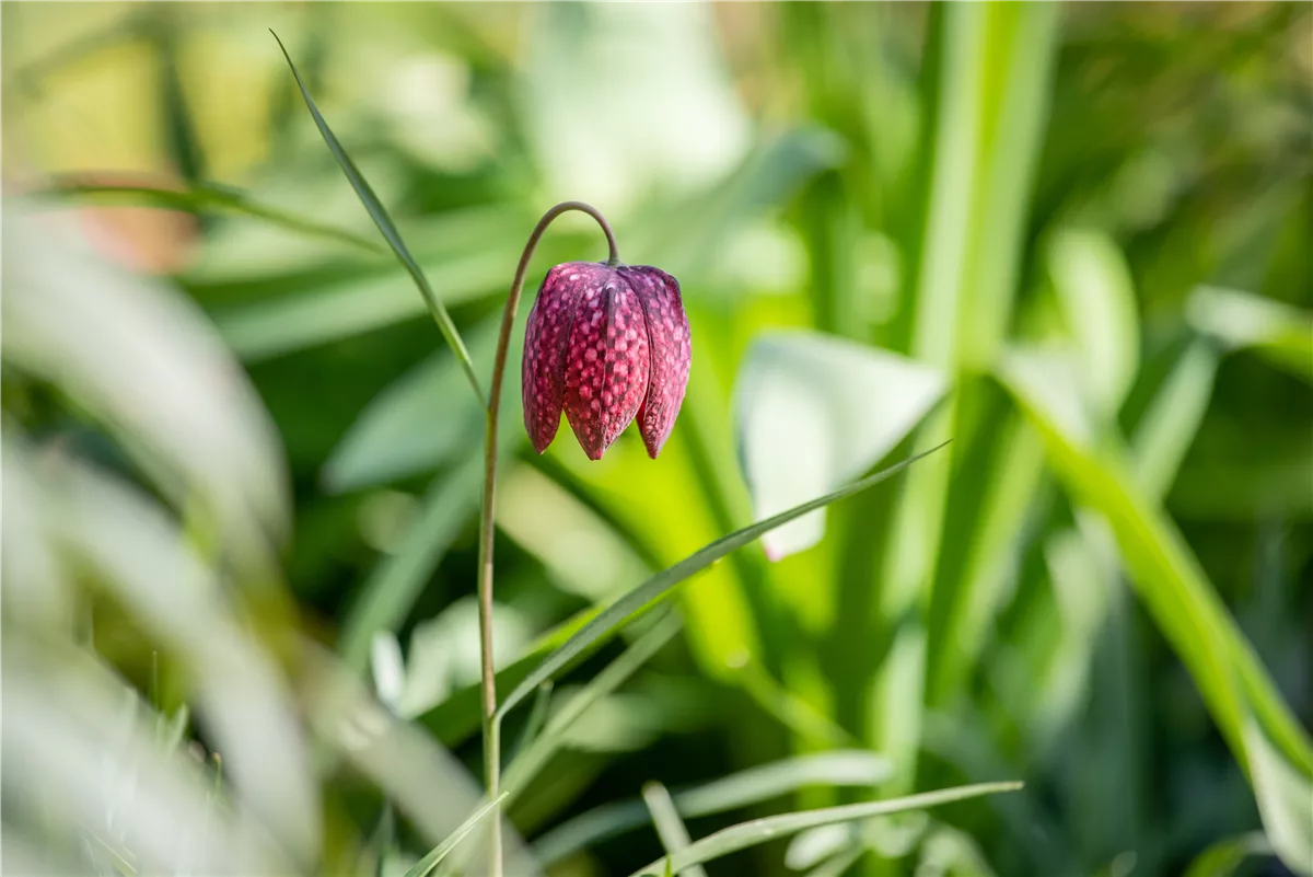 Schachbrettblume im eigenen Garten - Gartencenter Heuschkel