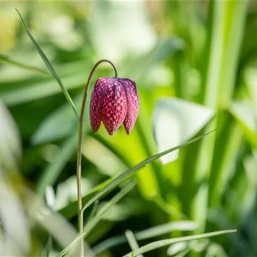 Schachbrettblume im eigenen Garten
