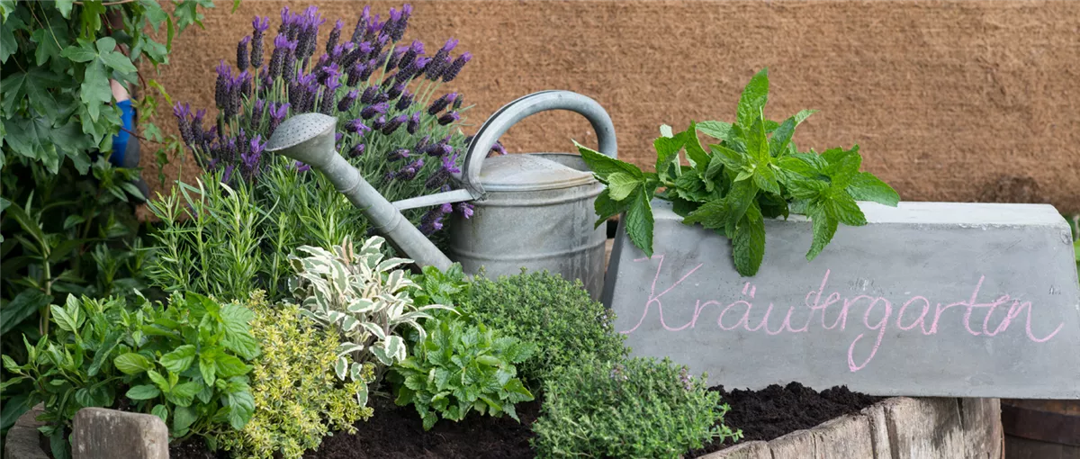 Heimische Kräuterküche - Gartencenter Heuschkel
