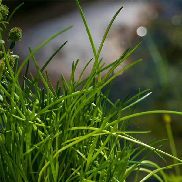 Gartenkräuter