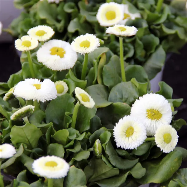 Gänseblümchen