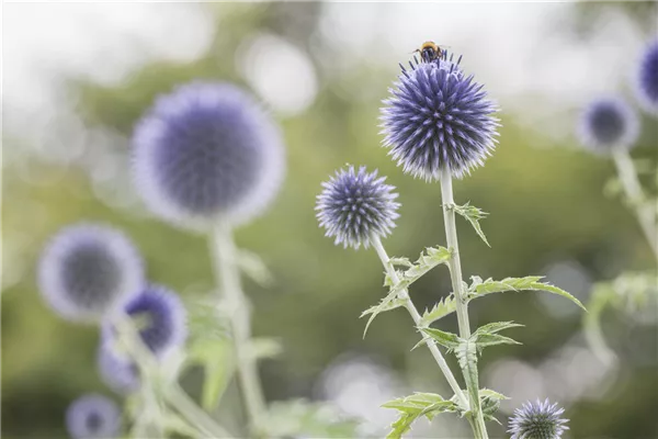 Echinops ritro