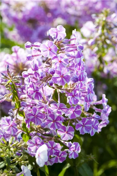 Phlox carolina 'Natascha'