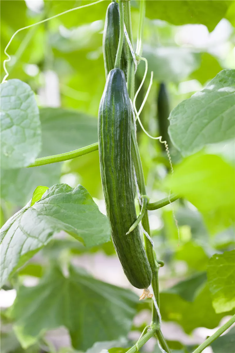 Gurken ausdünnen - Gartencenter Heuschkel