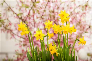 Kleiner Garten – mache ihn groß