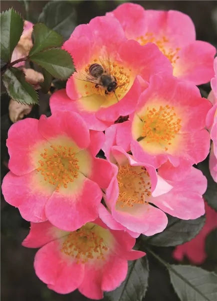 Nektargarten für Bienen und Schmetterlinge