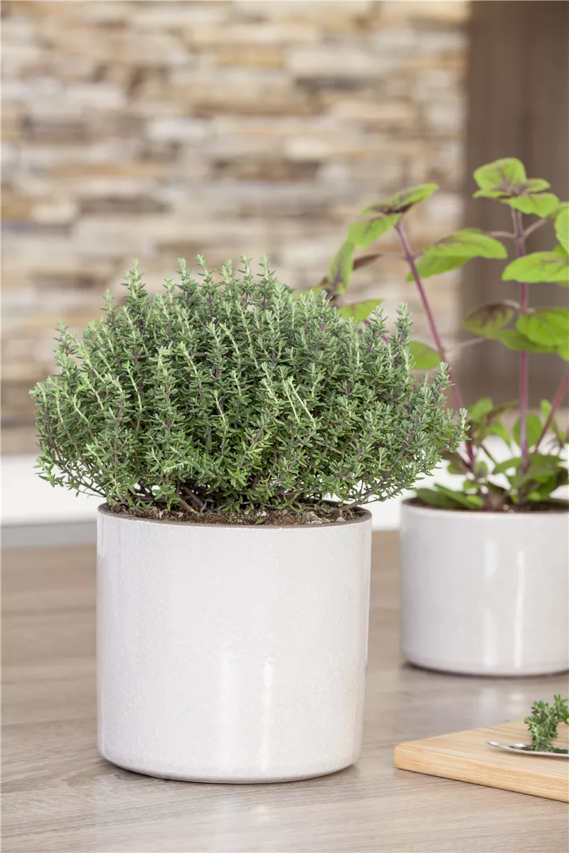 Oregano und Thymian ernten - Gartencenter Heuschkel
