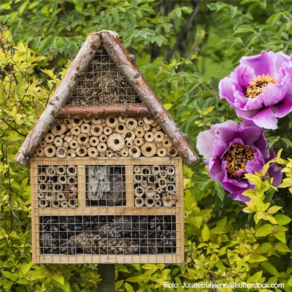 Beste Bedingungen für Insekten