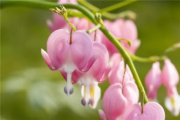 Dicentra spectabilis
