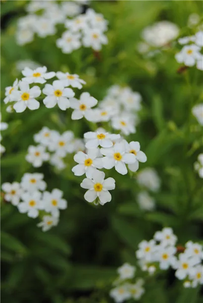 Myosotis scorpioides 'Alba'