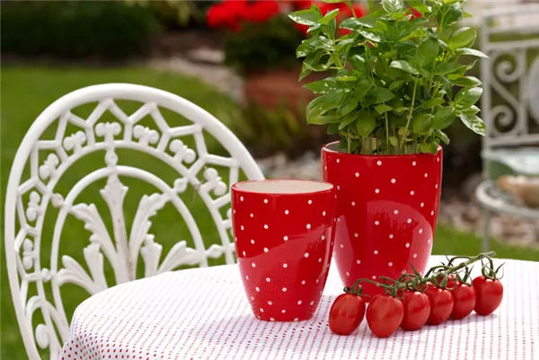 Ausgerechnet Tomaten? Aber klar!