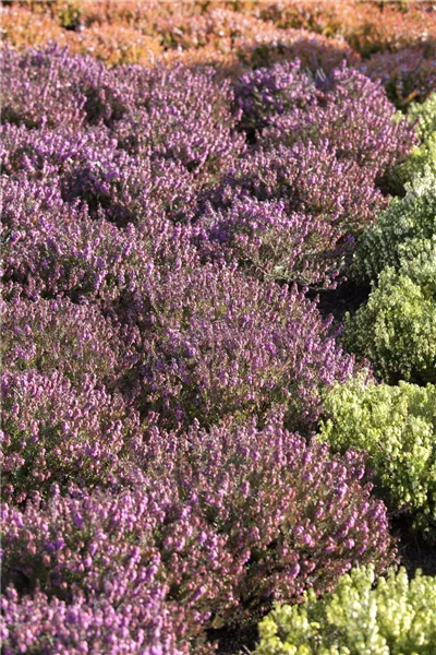 Erica carnea 'Mojave'