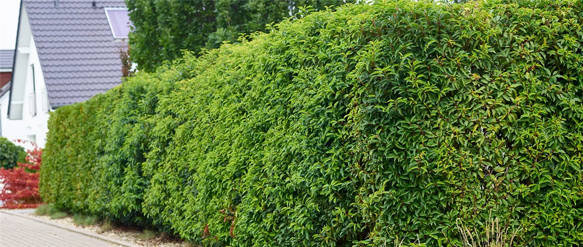 Heckenschnitt – wir sind LANDWERKER! - Gartencenter Heuschkel