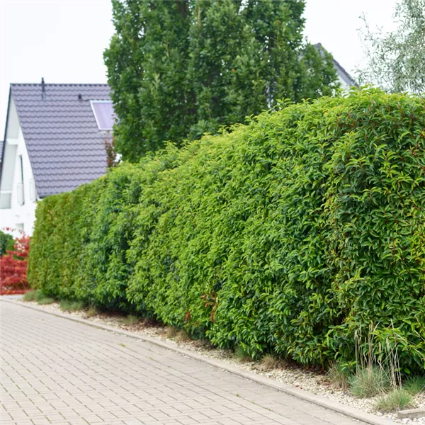 Pflegeschnitte sind erlaubt