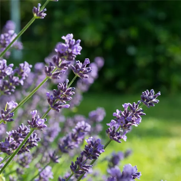 Die besten Kräuter für Bienen