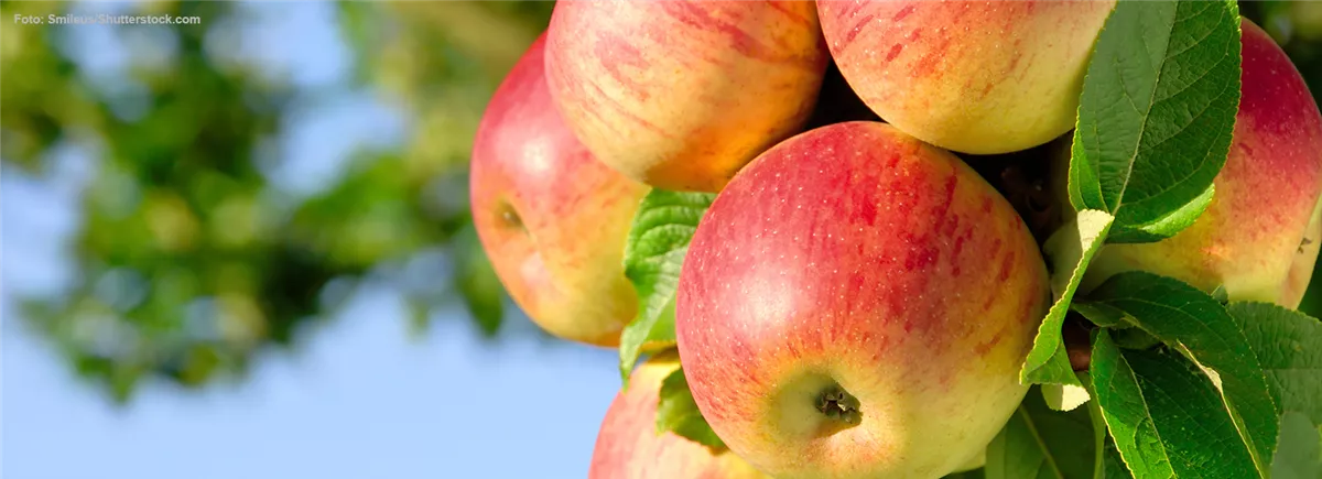 Obst verarbeiten - Gartencenter Heuschkel