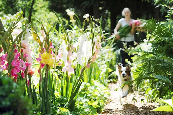 Schöne Blumen aus dem eigenen Garten