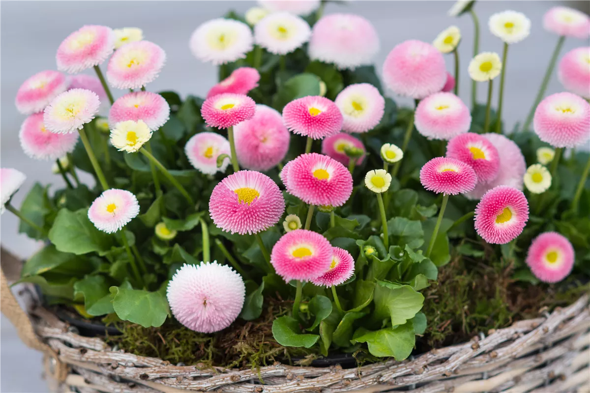 Gartenkalender März 2022 - Gartencenter Heuschkel