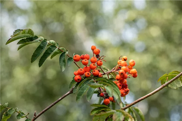 Sorbus aucuparia
