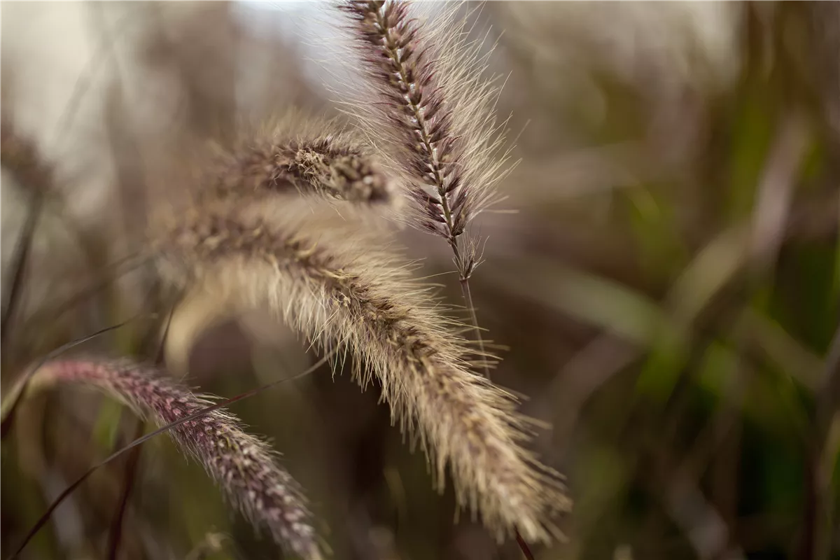Blüht Ihr Lampenputzergras nicht? - Gartencenter Heuschkel