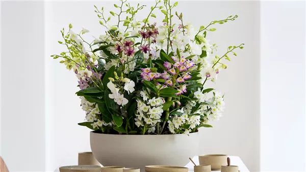 März 2026: Dendrobium