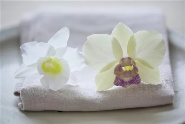 Die Geschichte von Dendrobium