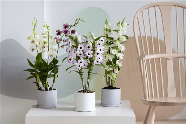 Sortimentsauswahl Dendrobium