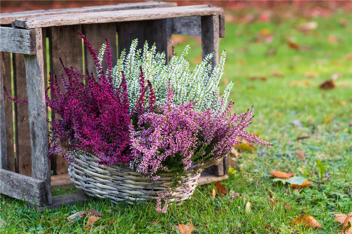 Gartenkalender September 2022 - Gartencenter Heuschkel