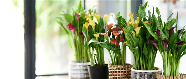 Juni 2026: Calla