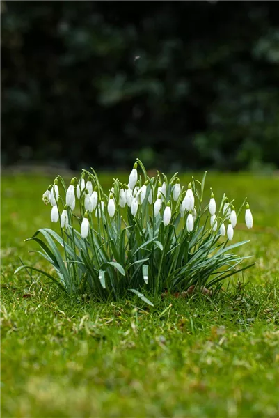 Bunte Frühlingsboten