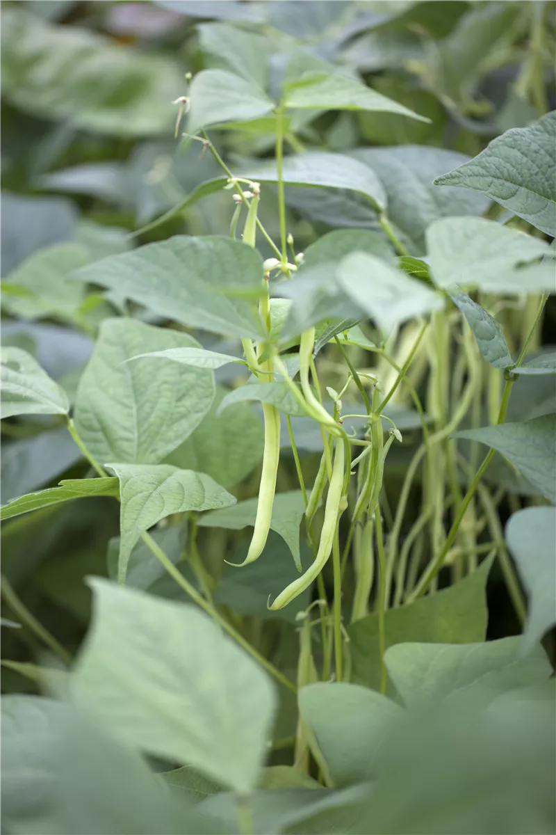 Letzter Termin für Bohnenaussaat - Gartencenter Heuschkel