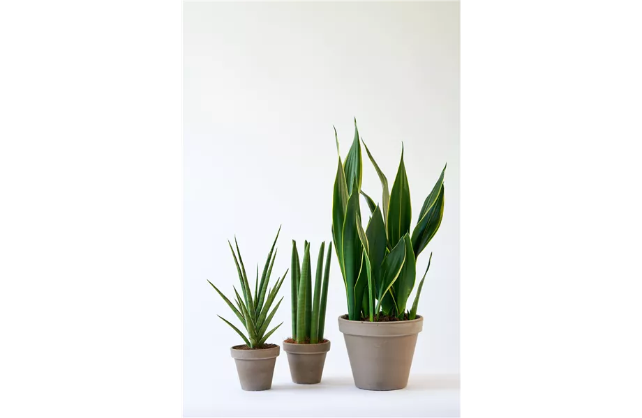 Pflanze des Monats Dezember: Yucca