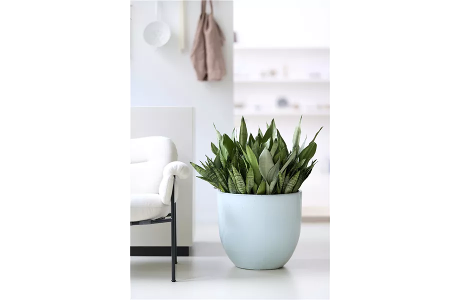Pflanze des Monats Dezember: Yucca