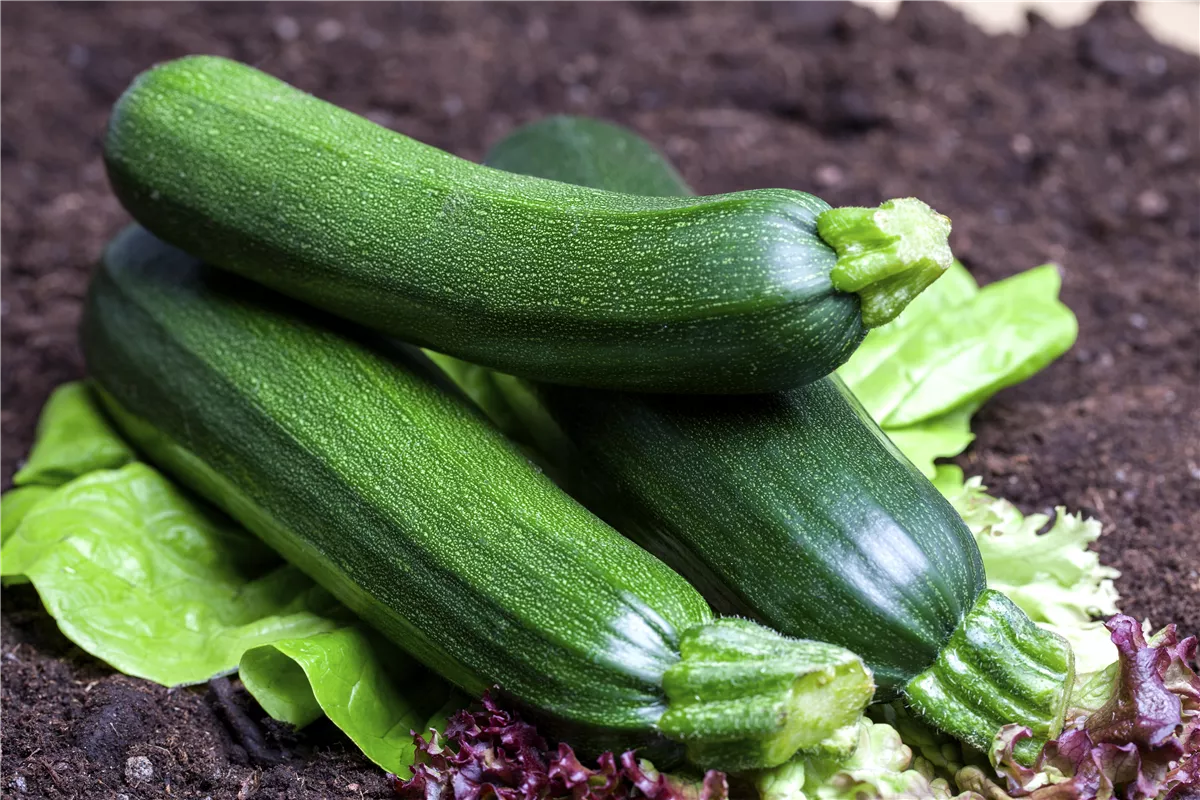 Tricks für reiche Zucchiniernte - Gartencenter Heuschkel