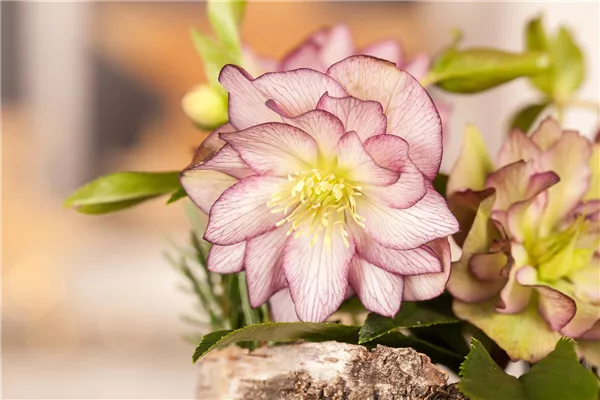 Helleborus
