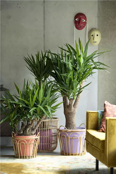 Dezember 2026: Yucca