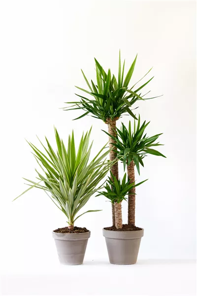 Yucca Sortimentsauswahl
