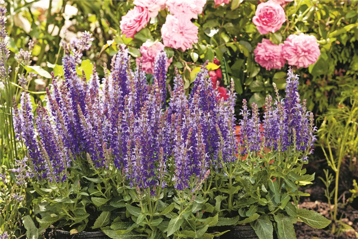 Das Buffet für Insekten! - Gartencenter Heuschkel