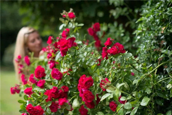 Rosen mit Anziehungskraft