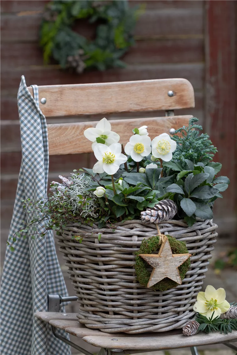 Gartentipps im Januar - Gartencenter Heuschkel