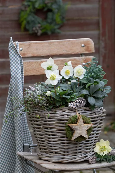 Gartentipps im Januar
