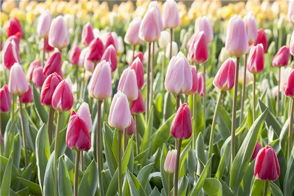 Tulpen
