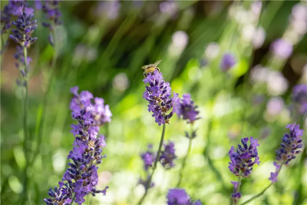 Gartenkalender Juli 2026