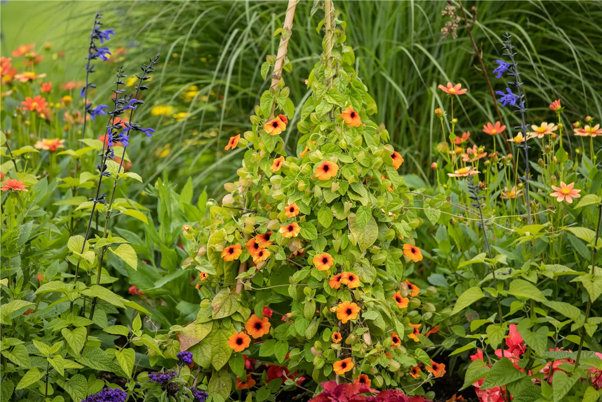 Gartenkalender Juni 2020 - Gartencenter Heuschkel