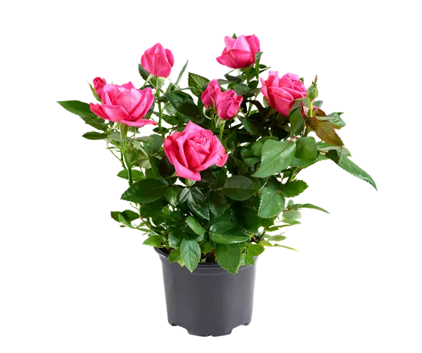 Produktion der Topfrose