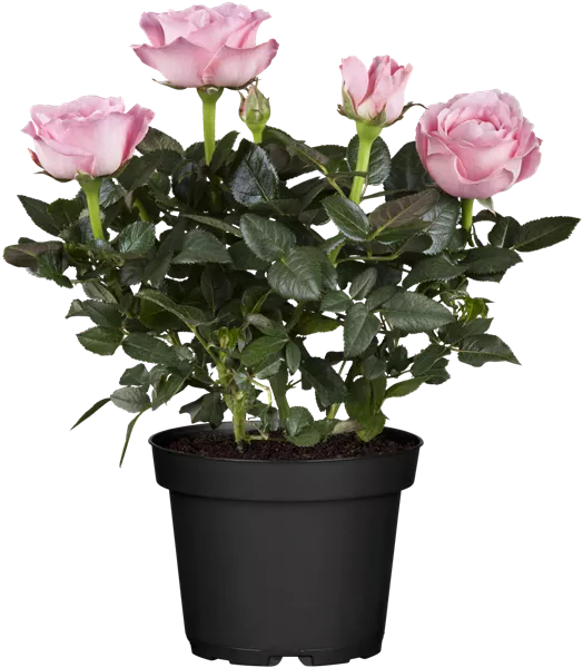 Topfrose
