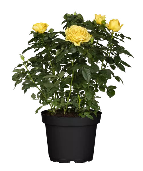 Rosa, gelb