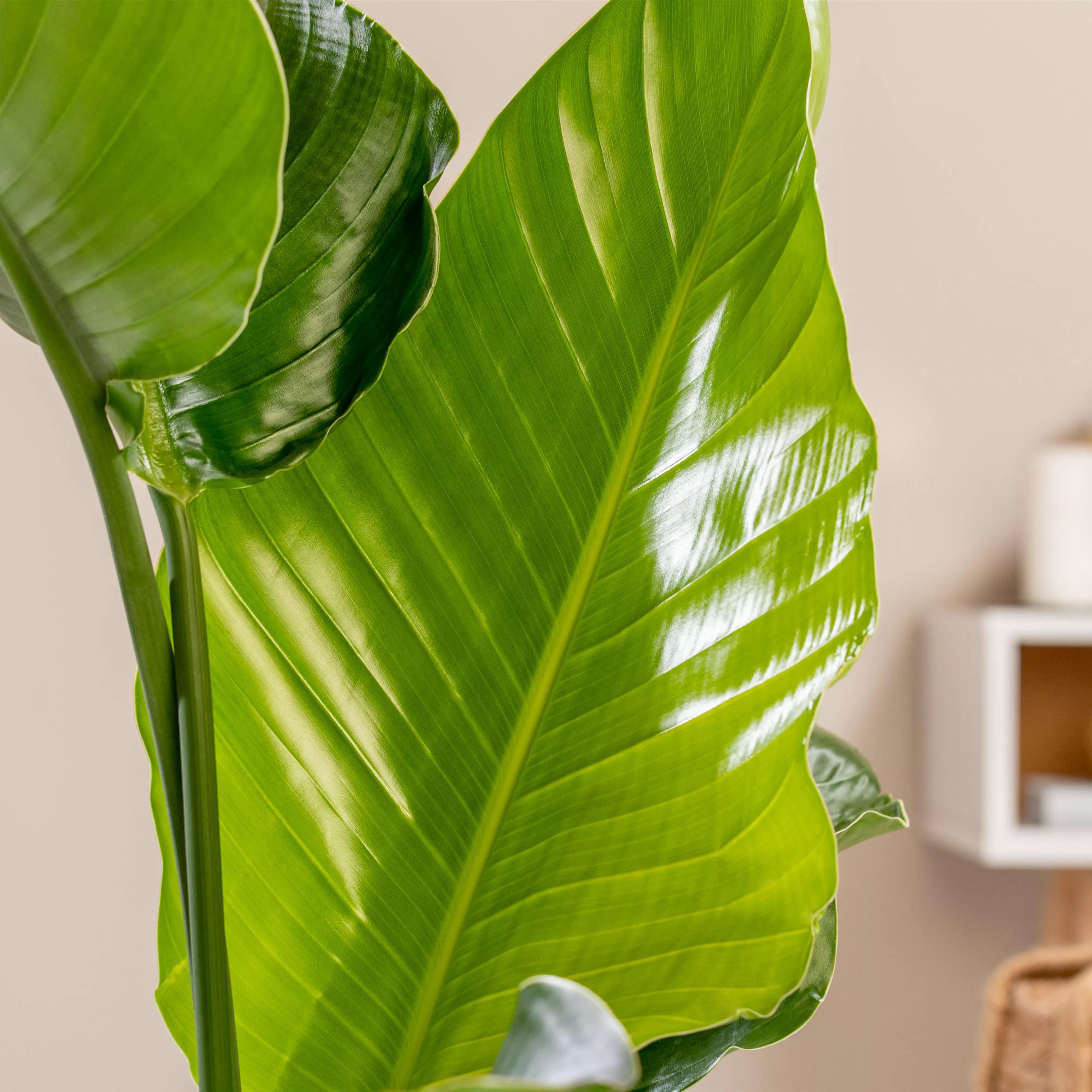 Pflanze des Monats September 2026: Strelitzie